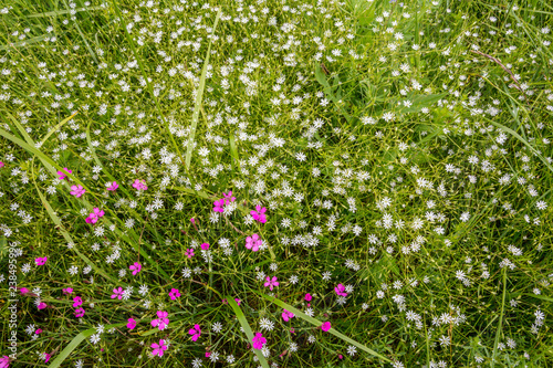 Wildflowers. Summer background with flowers and grass. Macro shooting. Focus directed.