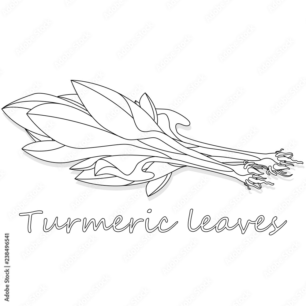 Obraz premium Green leaves of turmeric (Curcuma longa) ginger medicinal herbal plant vector illustration isolated on white background.