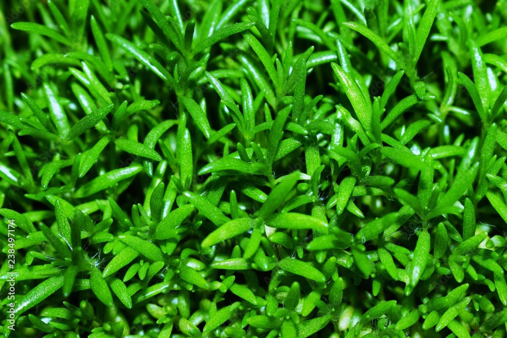 leaves of small flowers only increased in spring leaves of small flowers only increased in spring