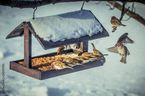 Sparrows on a feeder in winter