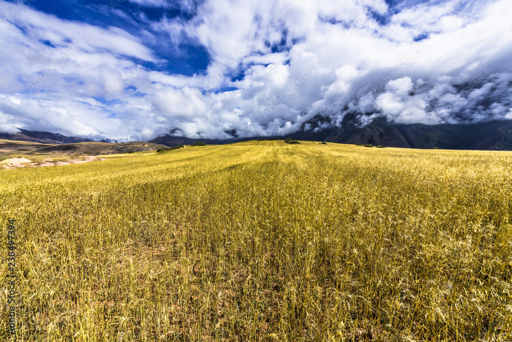 Wheat field in the highlands of the Andes Wheat field in the highlands of the Andes