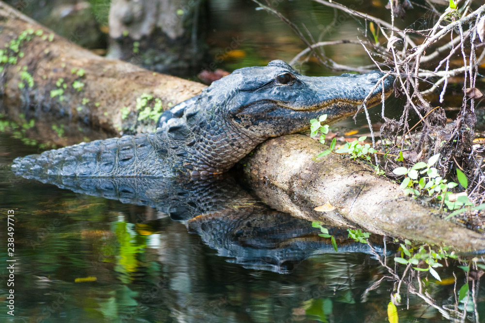 Close-up of an Alligator, Alligator mississippiensis, resting on a tree log, in the Swamps in the Florida Everglades. Close-up of an Alligator, Alligator mississippiensis, resting on a tree log, in the Swamps in the Florida Everglades.