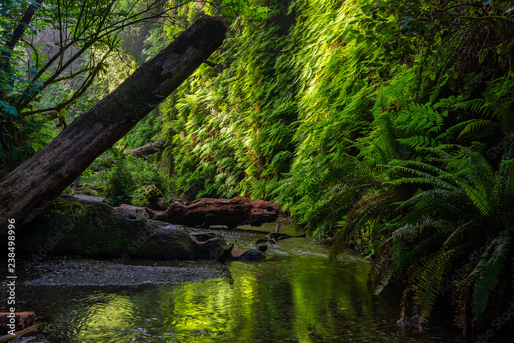 Fern Canyon in Prairie Creek Redwoods State Park, California, USA