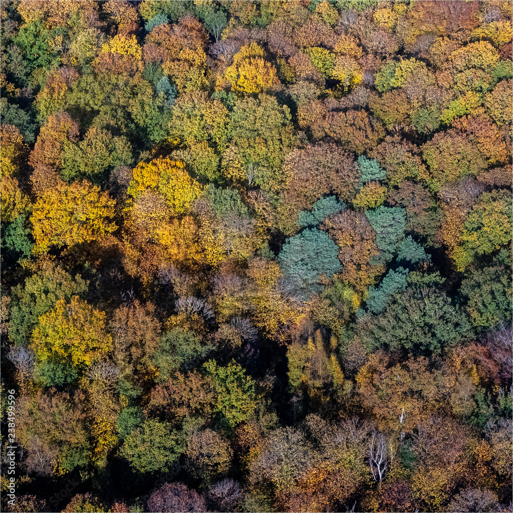 photo aérienne de la forêt à l'automne à Bazemont dans le département des Yvelines en France