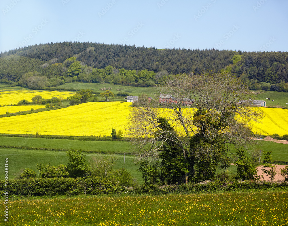 The rapeseed field in Devon. England.