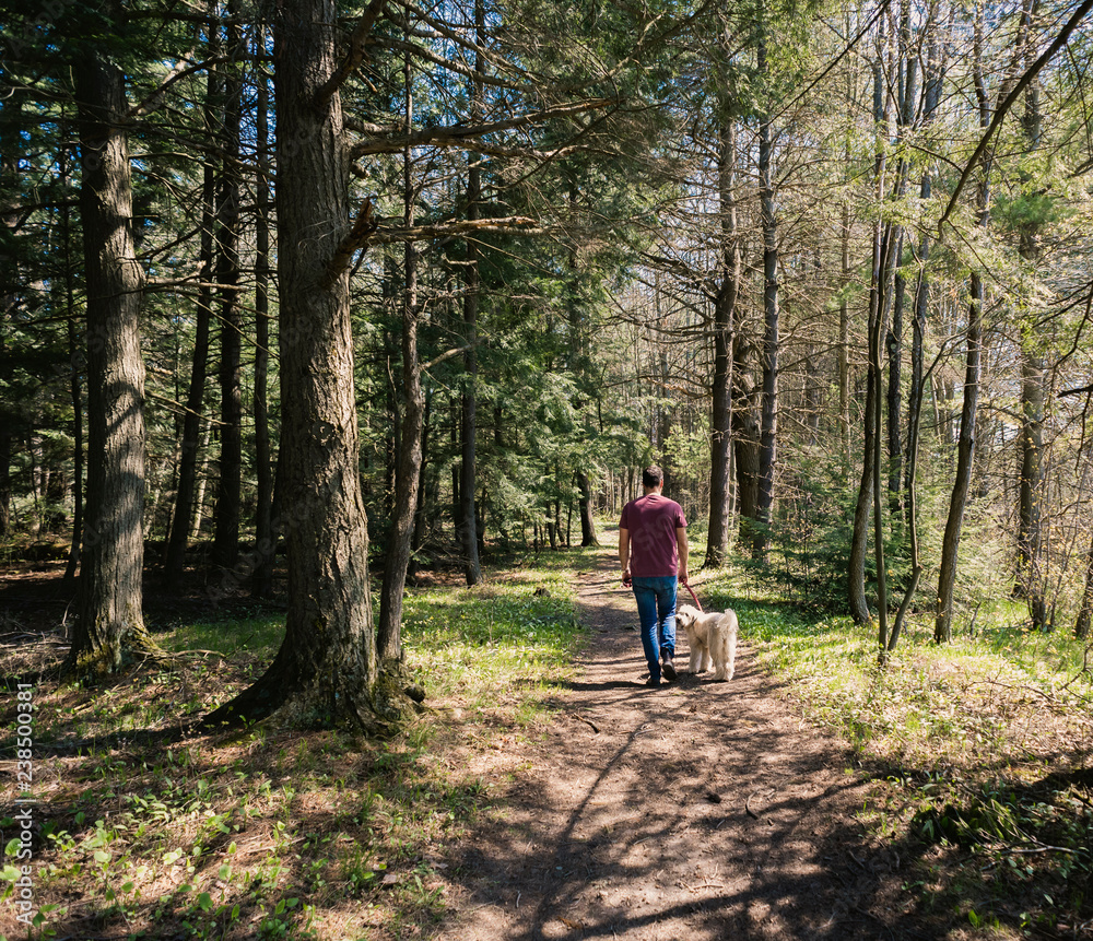 Rear view of man with dog walking in forest Rear view of man with dog walking in forest