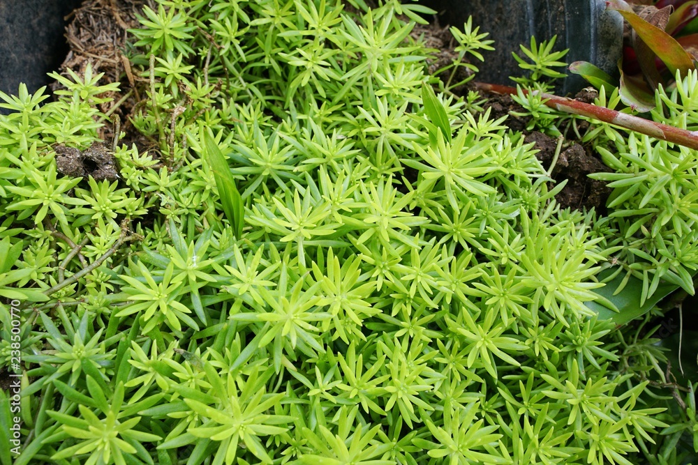 Top view of Common Purslane as a background (Verdolaga, Pigweed, Little Hogweed, Pusley) Top view of Common Purslane as a background (Verdolaga, Pigweed, Little Hogweed, Pusley)