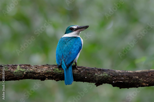 Collared Kingfisher with Prey. Collared kingfisher, Todiramphus chloris, is standing on tree branch with prey on her beak at Hindhede Nature Park in Singapore 