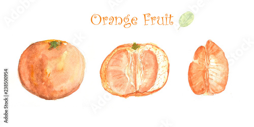 Set of watercolor orange fruits on white background, watercolor illustrator hand painte