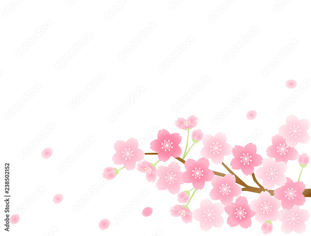さくら16　桜