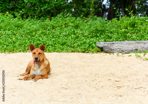 portrait of Thai brown dog lying on the beach