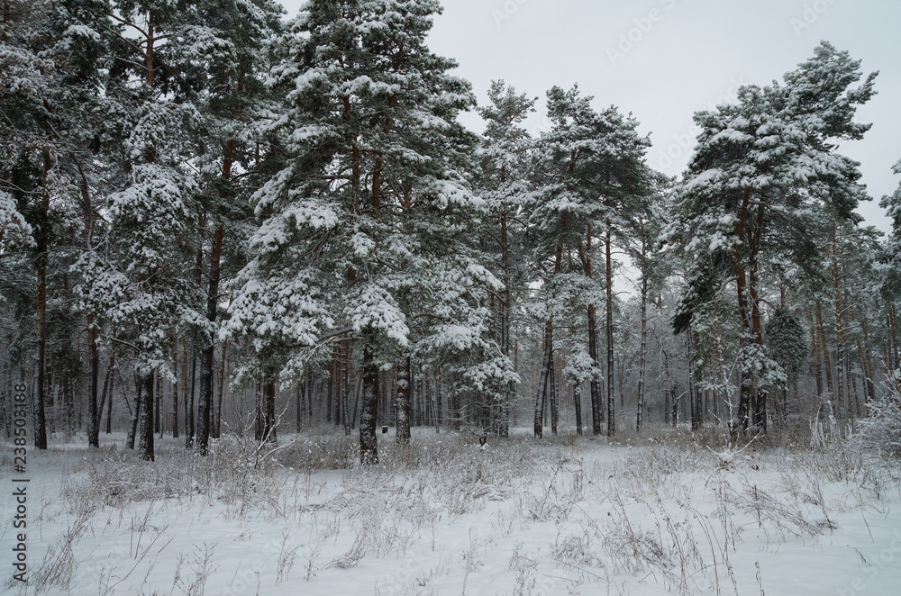 Fototapeta premium Winter snow forest. Snow lies on the branches of trees and bushes. Frosty snowy weather. Beautiful winter forest landscape.