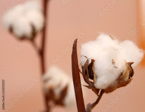 fluffy cotton balls still attached to the plant in cotton cultiv