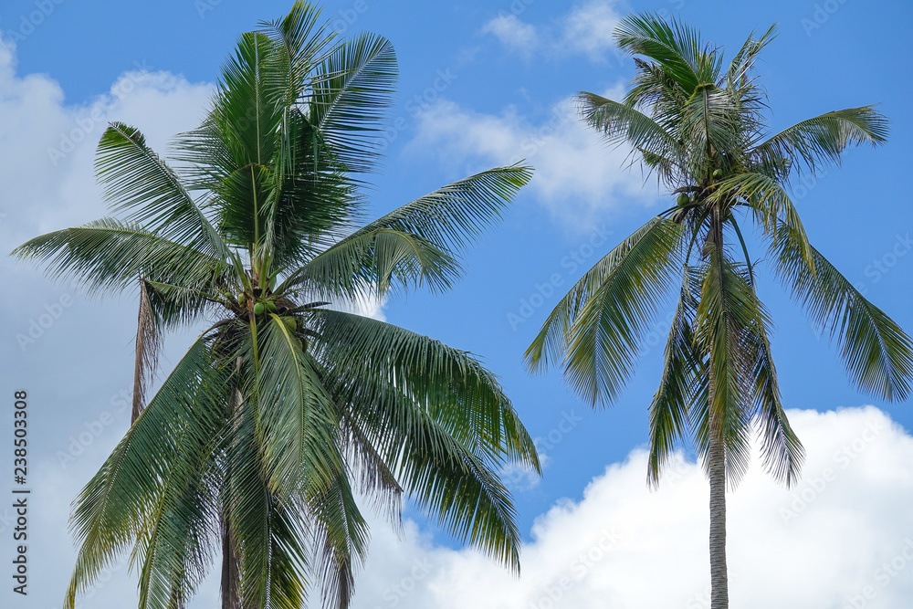 Coconut plam tree on a blue cloudy sky.