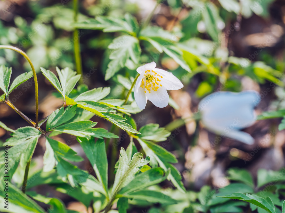 Obraz premium snowdrops in the forest
