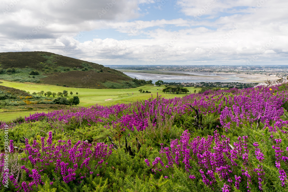 Irish landscape with hills covered by purple heather on a beautiful summer day. Howth scenery in County Dublin, Ireland. Irish landscape with hills covered by purple heather on a beautiful summer day. Howth scenery in County Dublin, Ireland.