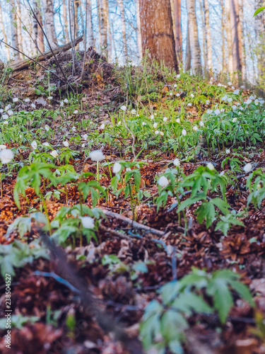 snowdrops in the forest