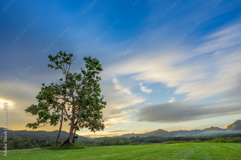 Sunset landscape view of a lonely tree in farm with storm cloud sky background. Sunset landscape view of a lonely tree in farm with storm cloud sky background.