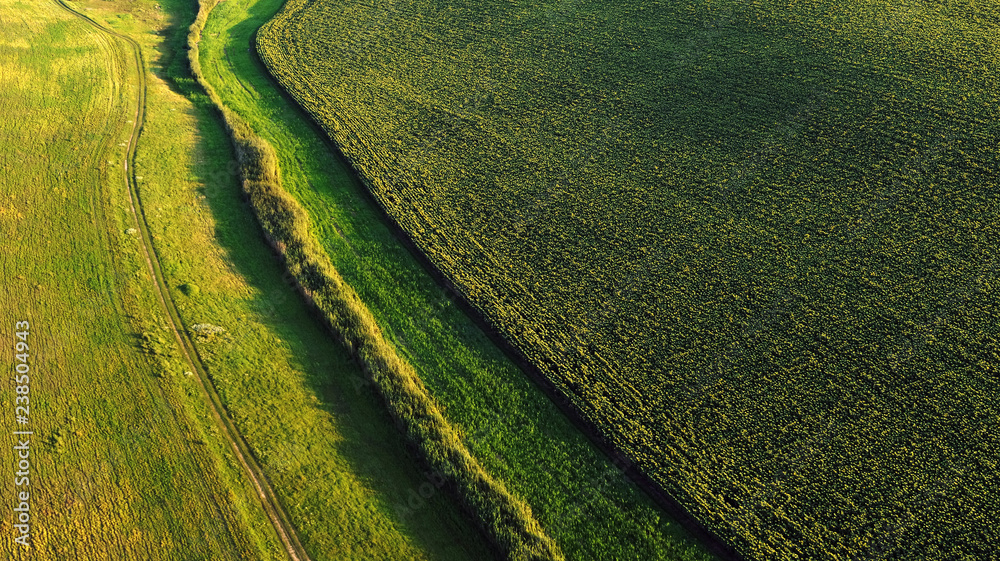 aerial drone view with sunflower textured field in summer season aerial drone view with sunflower textured field in summer season