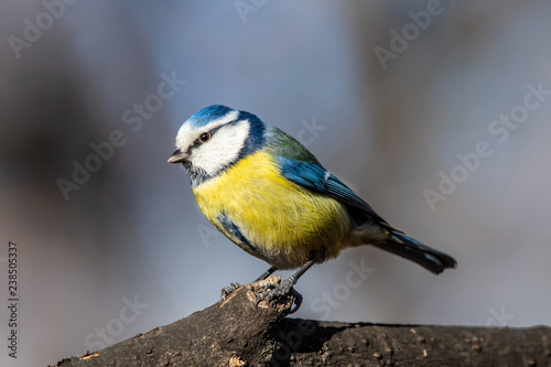 Blue tit (Parus caeruleus)resting on tree branch © popovj2