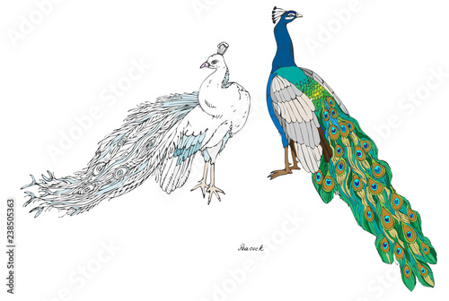 Two peacocks, plain and white, color vector illustration. Hand d