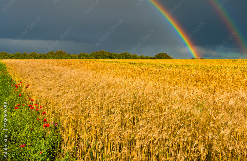 Naklejka premium Field with ripening wheat and approaching thunderstorm