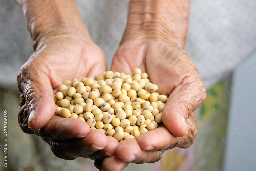 Agriculturist showing soybean seeds on his palm. Agriculturist showing soybean seeds on his palm.