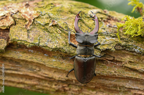 Hirschkäfer (Lucanus cervus)