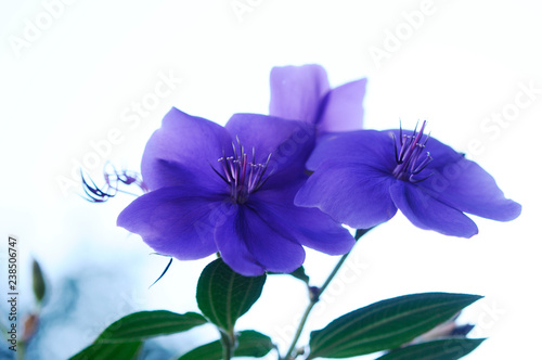 Fototapeta Naklejka Na Ścianę i Meble -  紫色の花　シコンノボタン