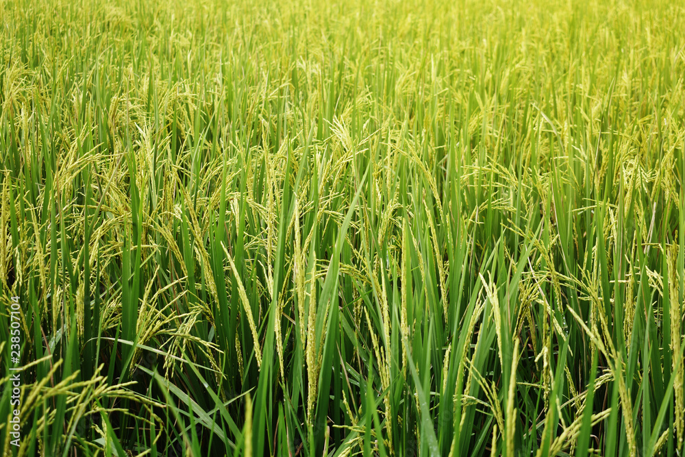 Ear of rice, rice plant on the green rice field