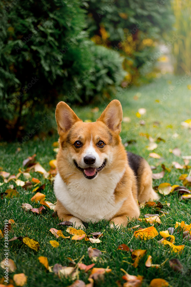 Handsome breed Corgi on the green grass