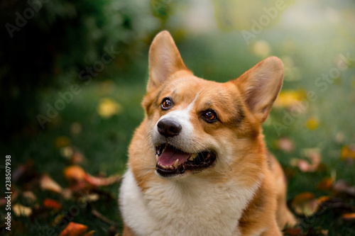 Handsome breed Corgi on the green grass
