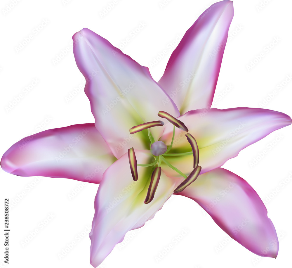 one isolated light pink lily bloom