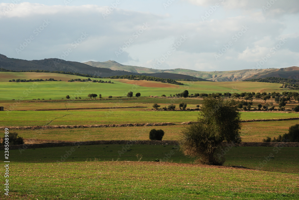 Fototapeta premium Champêtre