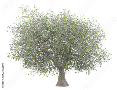 olive tree with olives isolated on white background