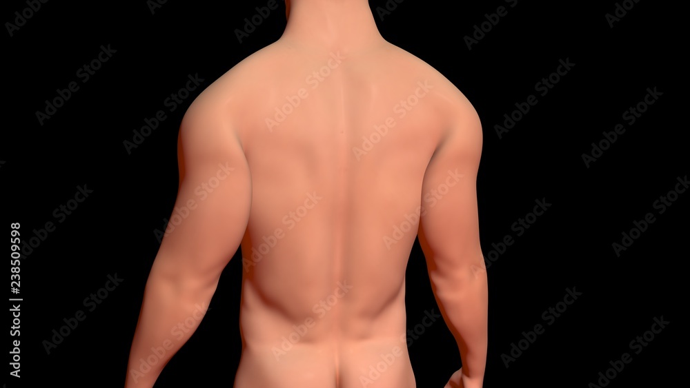 Naklejka premium Skin Problems :healthy skin on torso . 3d render
