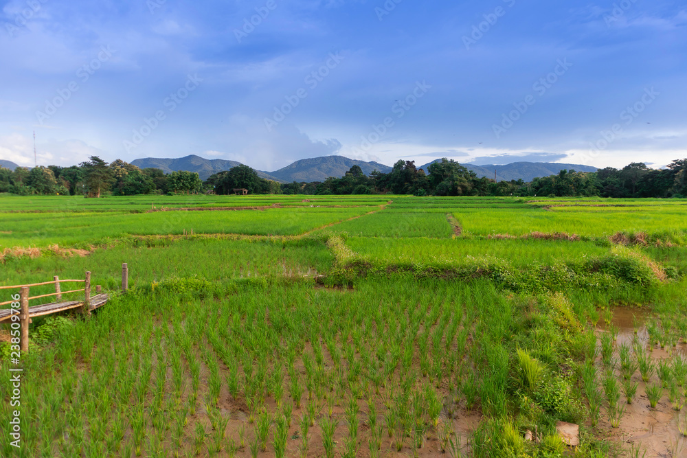 green Rice field view with beautiful Mountain
