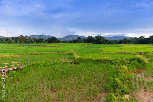 Fototapeta Naklejka Na Ścianę i Meble -  green Rice field view with beautiful Mountain
