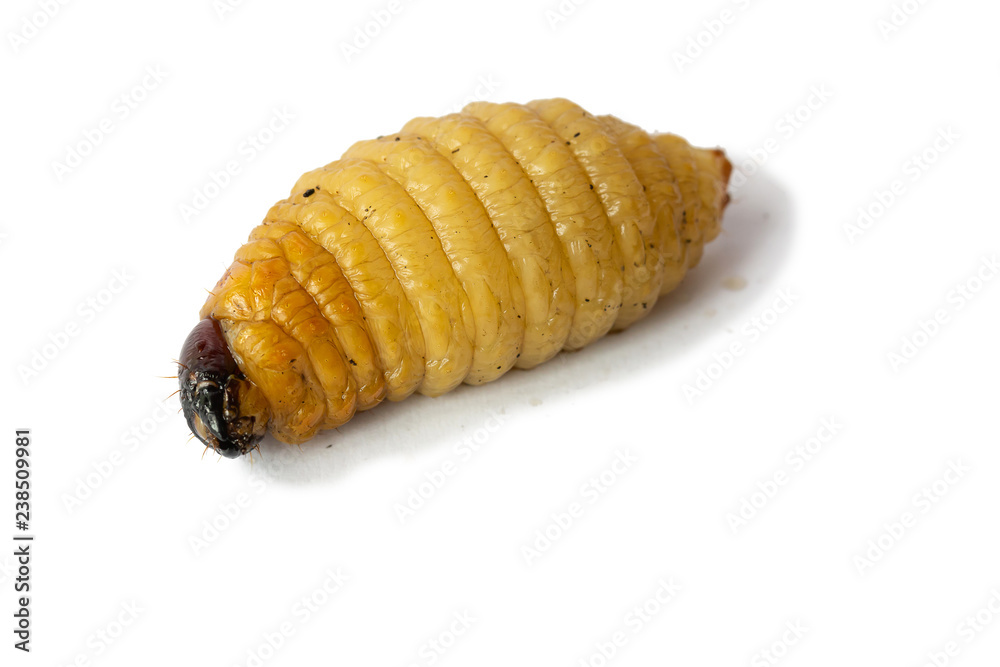 big Worm of the Dynastinae Stock Photo