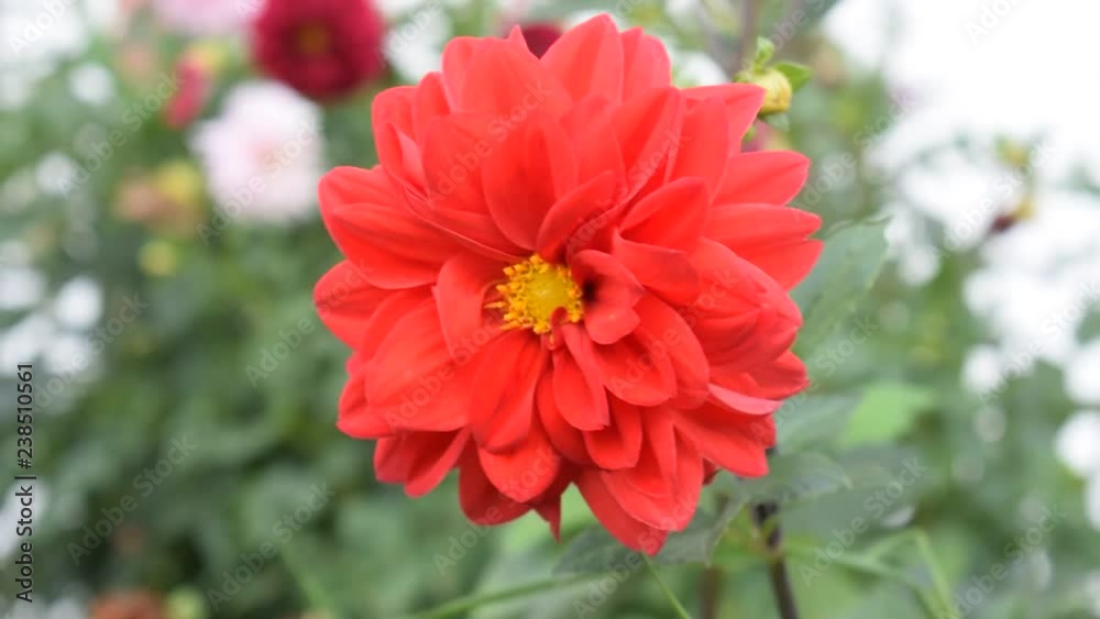 Wind blows on a red flower in a garden Wind blows on a red flower in a garden