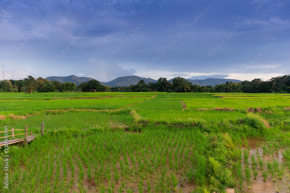 green Rice field view with beautiful Mountain
green Rice field view with beautiful Mountain
