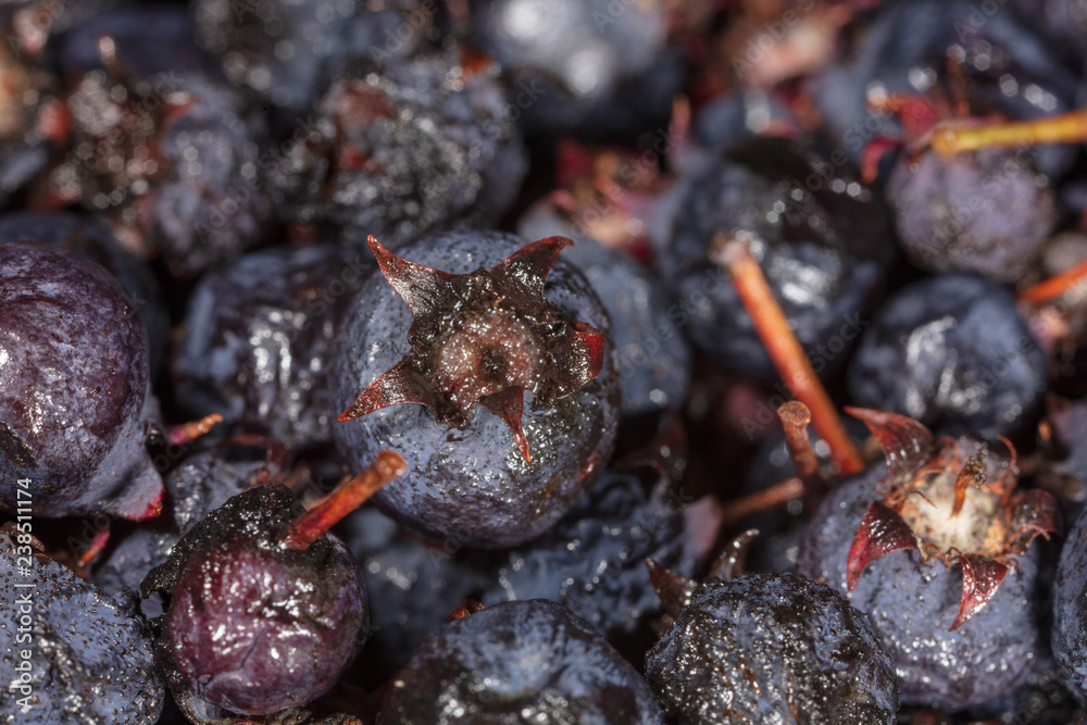 Amelancher ripe berries as a background Amelancher ripe berries as a background