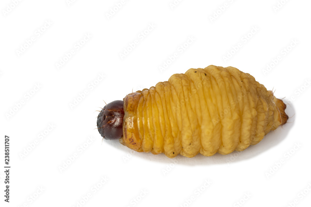big Worm of the Dynastinae
big Worm of the Dynastinae