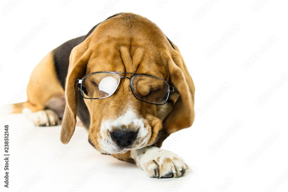funny dog beagle in transparent glasses on a white background