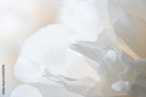 white peony petals close-up.