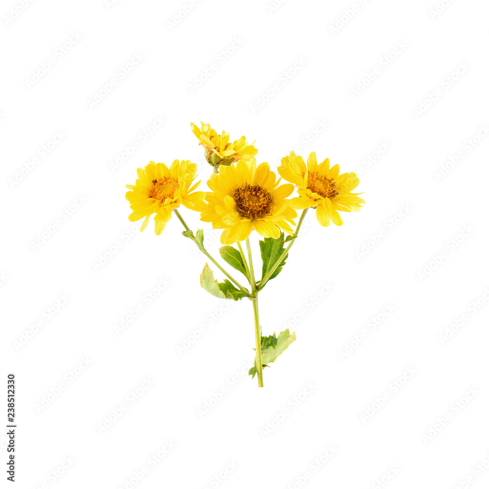 Naklejka premium Yellow Chrysanthemum flowers isolated on white background