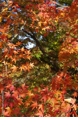 紅葉に囲まれる