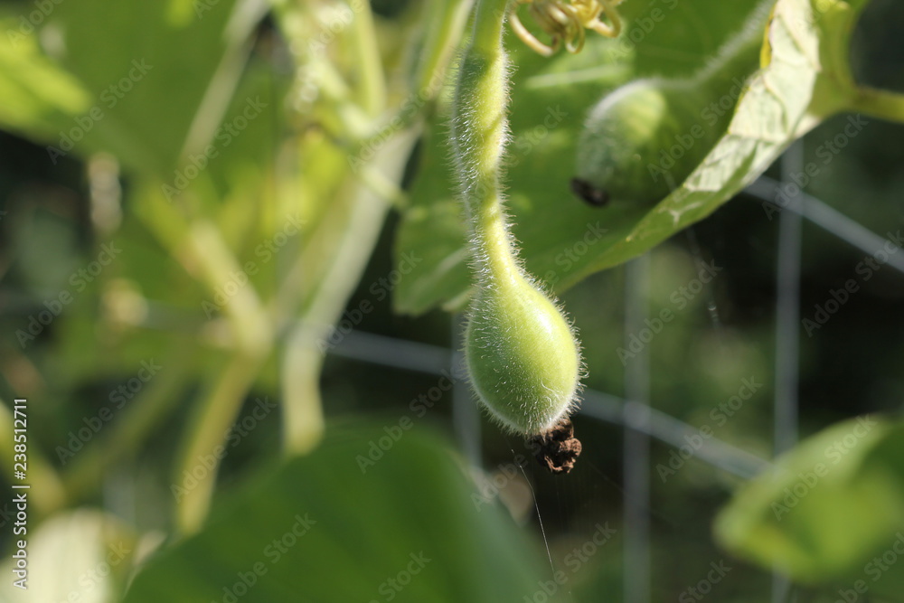 Fototapeta premium Small young green bottle-shaped lagenaria pumpkin in the garden.
