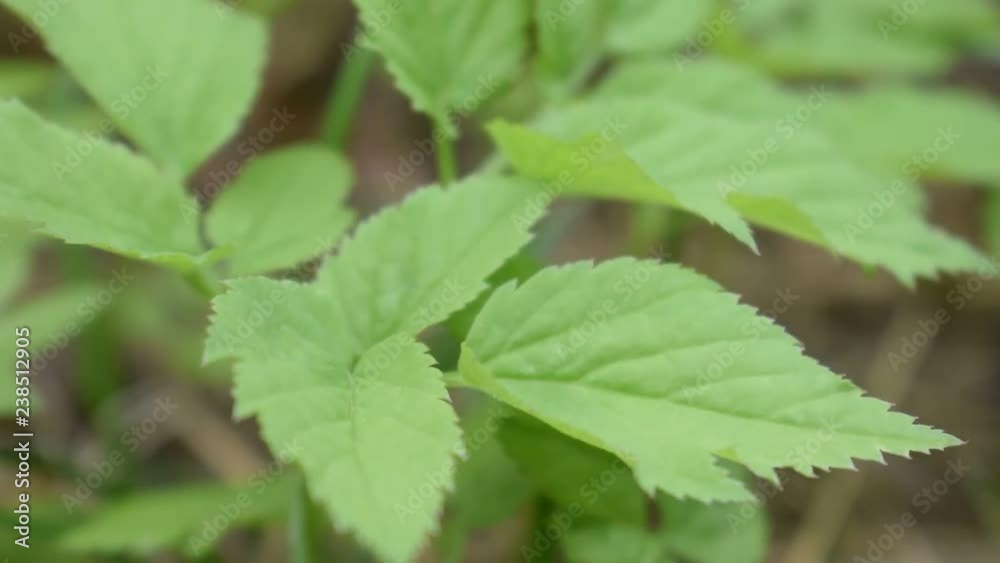 Wind blows on a green sprout leaves Wind blows on a green sprout leaves