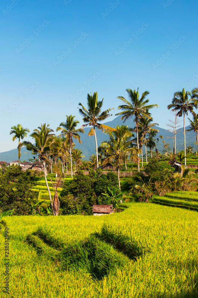 Rice terraces and blue sky, Ubud, Bali, Indonesia. Beautiful green young rice fields, natural tropical background. Rice farm, field, paddy. Travel concept. Rice terraces and blue sky, Ubud, Bali, Indonesia. Beautiful green young rice fields, natural tropical background. Rice farm, field, paddy. Travel concept.